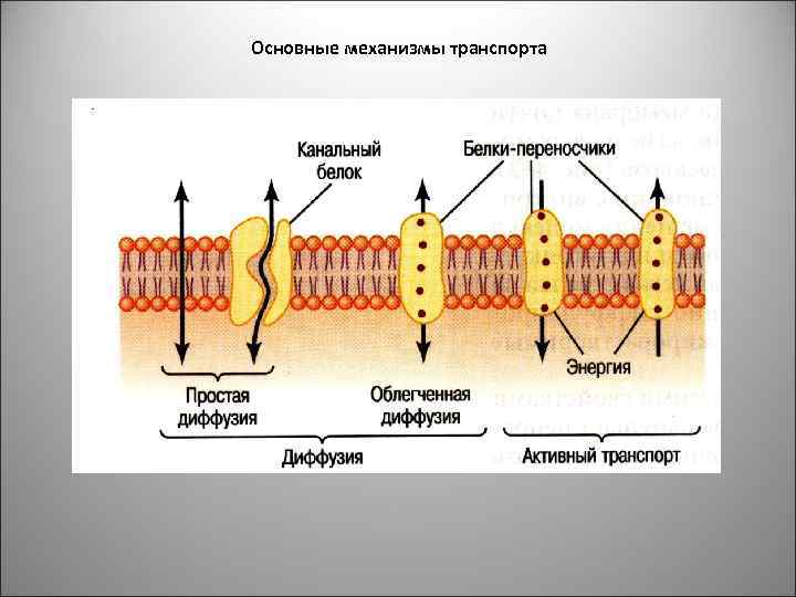 Основные механизмы транспорта 