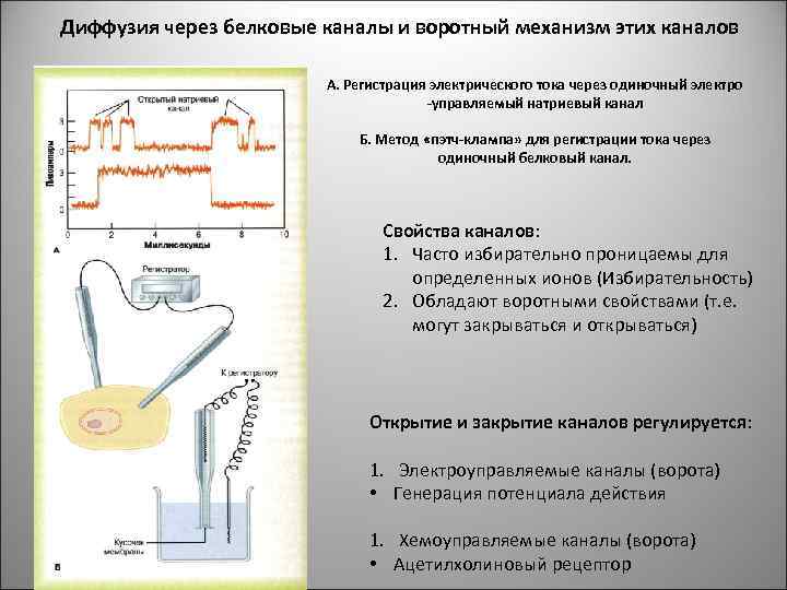 Диффузия через белковые каналы и воротный механизм этих каналов А. Регистрация электрического тока через