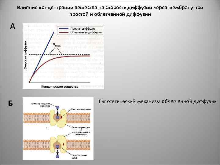 Влияние концентрации вещества на скорость диффузии через мембрану при простой и облегченной диффузии А