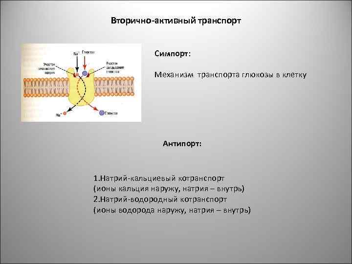 Вторично-активный транспорт Симпорт: Механизм транспорта глюкозы в клетку Антипорт: 1. Натрий-кальциевый котранспорт (ионы кальция