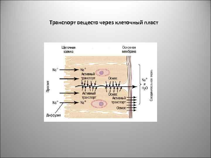 Транспорт веществ через клеточный пласт 