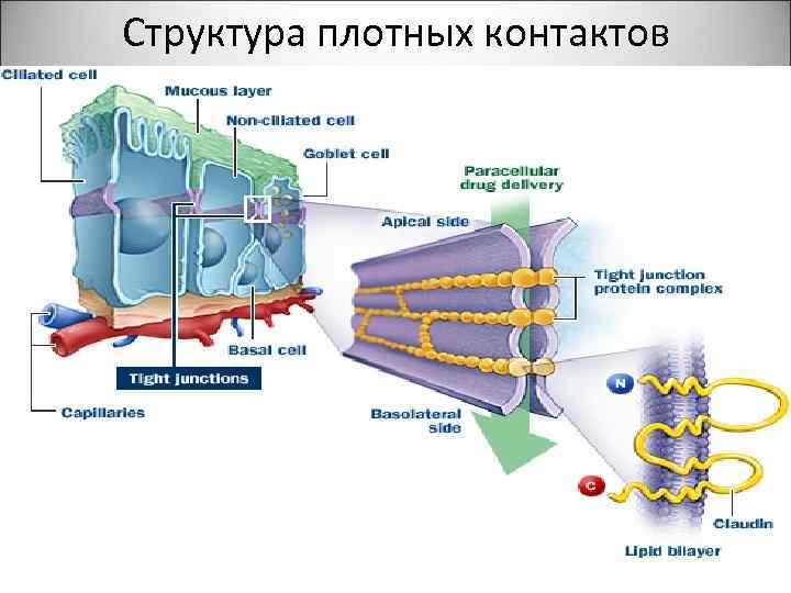 Структура плотных контактов 