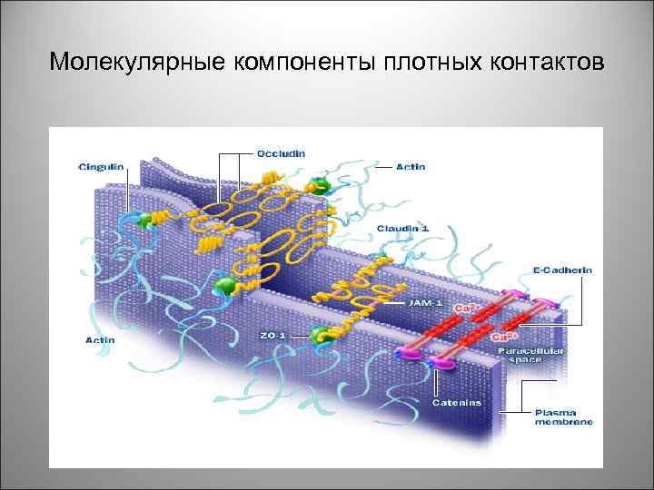 Молекулярные компоненты плотных контактов 