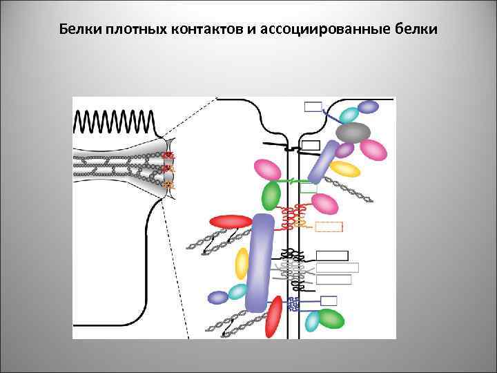 Белки плотных контактов и ассоциированные белки 