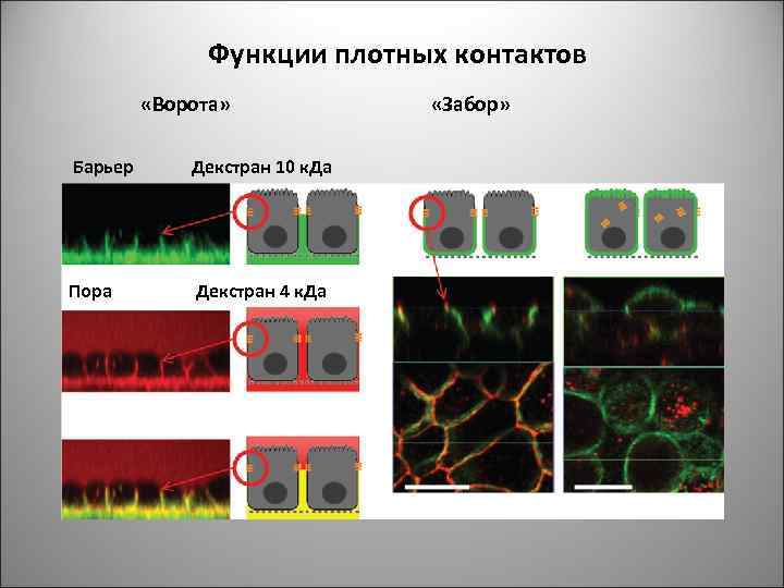 Функции плотных контактов «Ворота» Барьер Декстран 10 к. Да Пора Декстран 4 к. Да