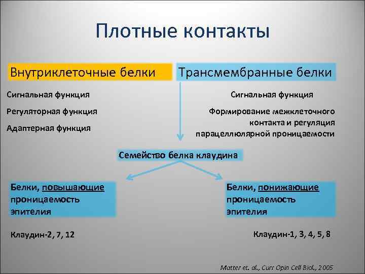 Плотные контакты Внутриклеточные белки Сигнальная функция Регуляторная функция Адаптерная функция Трансмембранные белки Сигнальная функция