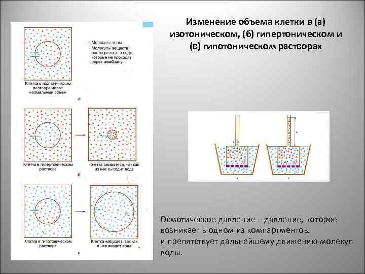 Изменение объема клетки в (а) изотоническом, (б) гипертоническом и (в) гипотоническом растворах Осмотическое давление