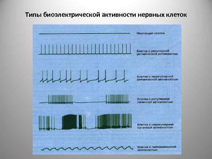Типы биоэлектрической активности нервных клеток 