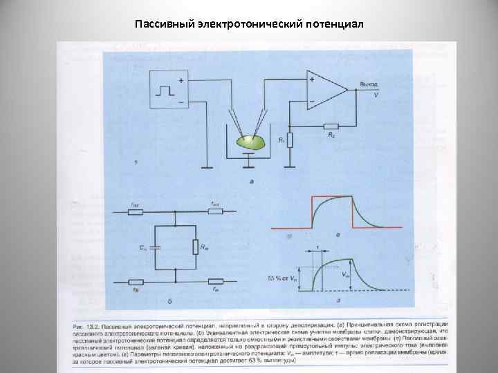 Пассивный электротонический потенциал 