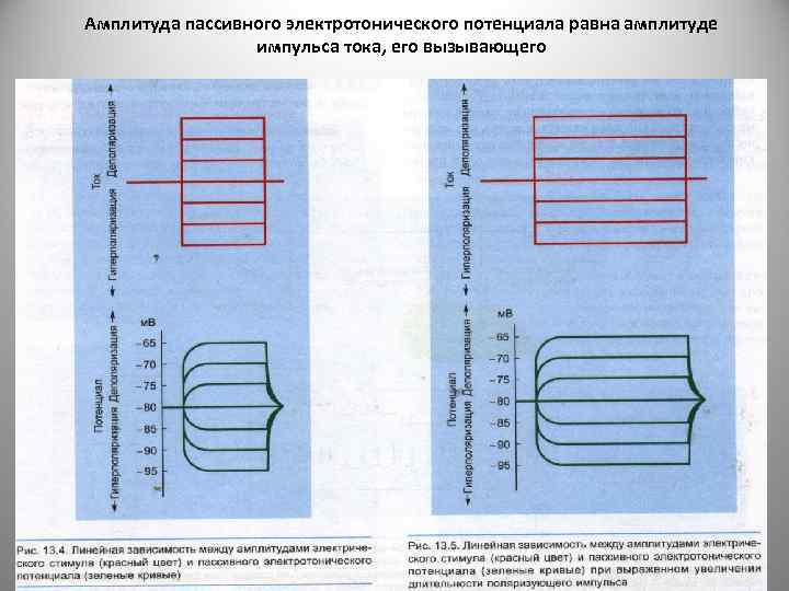 Амплитуда пассивного электротонического потенциала равна амплитуде импульса тока, его вызывающего 