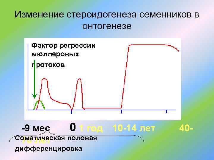 Изменение стероидогенеза семенников в онтогенезе Фактор регрессии мюллеровых протоков -9 мес 0 1 год