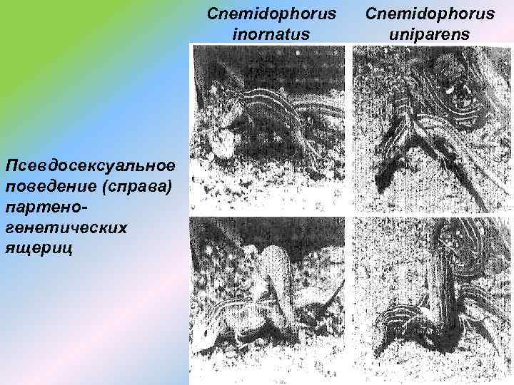 Cnemidophorus inornatus Псевдосексуальное поведение (справа) партеногенетических ящериц Cnemidophorus uniparens 