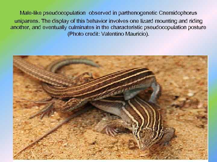  Male-like pseudocopulation observed in parthenogenetic Cnemidophorus uniparens. The display of this behavior involves
