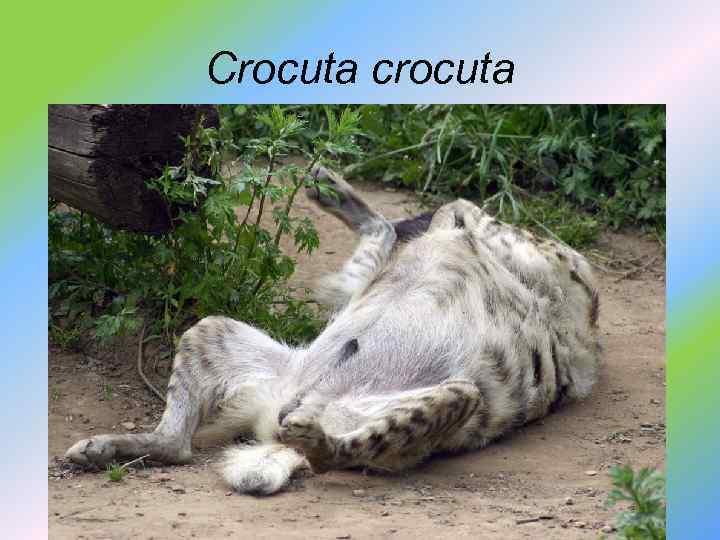 Crocuta crocuta 