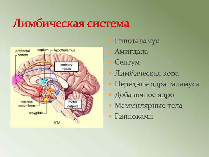 Лимбическая система Гипоталамус Амигдала Септум Лимбическая кора Передние ядра таламуса Добавочное ядро Маммилярные тела