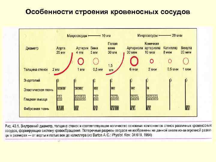 Особенности строения кровеносных сосудов 