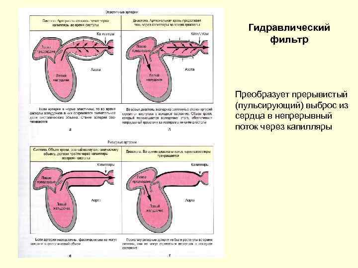 Гидравлический фильтр Преобразует прерывистый (пульсирующий) выброс из сердца в непрерывный поток через капилляры 