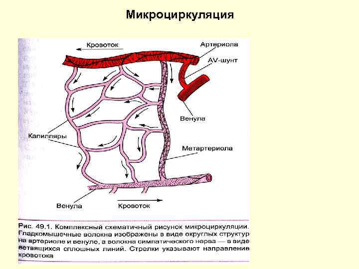 Строение стенки артериолы