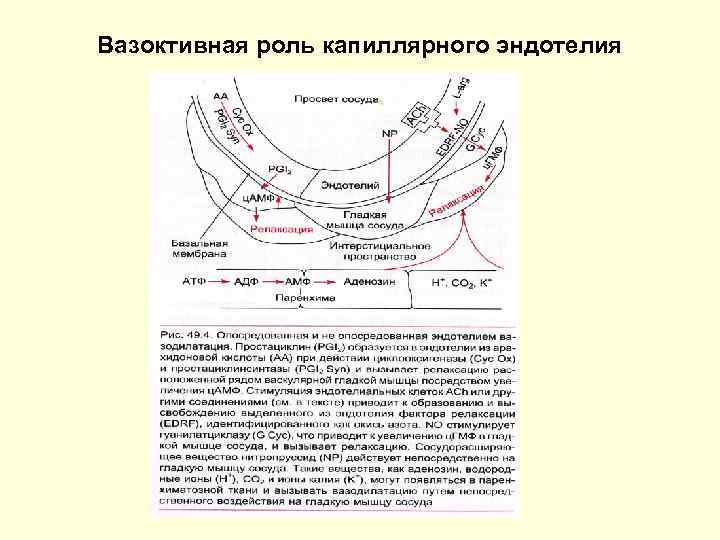 Вазоктивная роль капиллярного эндотелия 