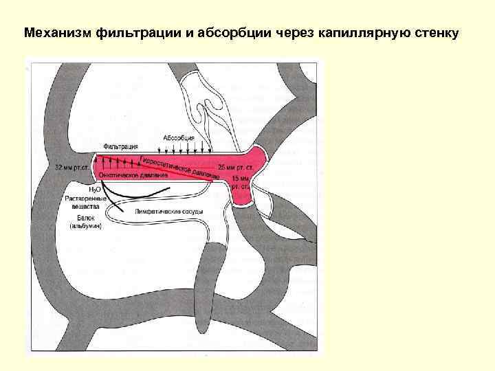 Механизм фильтрации и абсорбции через капиллярную стенку 