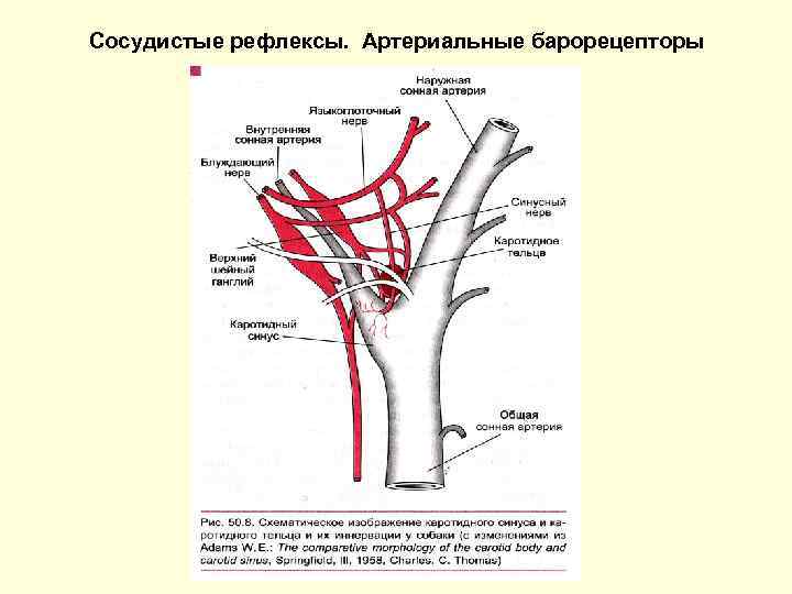 Сосудистые рефлексы. Артериальные барорецепторы 