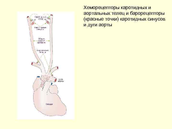Хеморецепторы каротидных и аортальных телец и барорецепторы (красные точки) каротидных синусов и дуги аорты