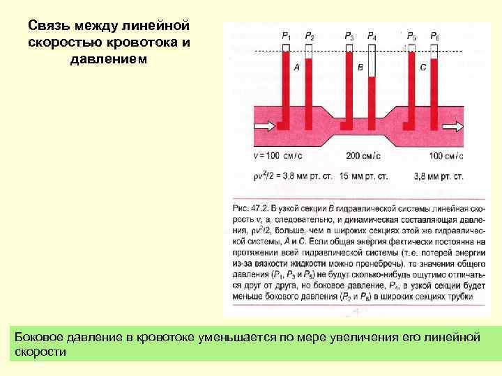 Связь между линейной скоростью кровотока и давлением Боковое давление в кровотоке уменьшается по мере