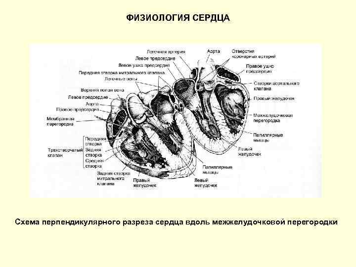 ФИЗИОЛОГИЯ СЕРДЦА Схема перпендикулярного разреза сердца вдоль межжелудочковой перегородки 