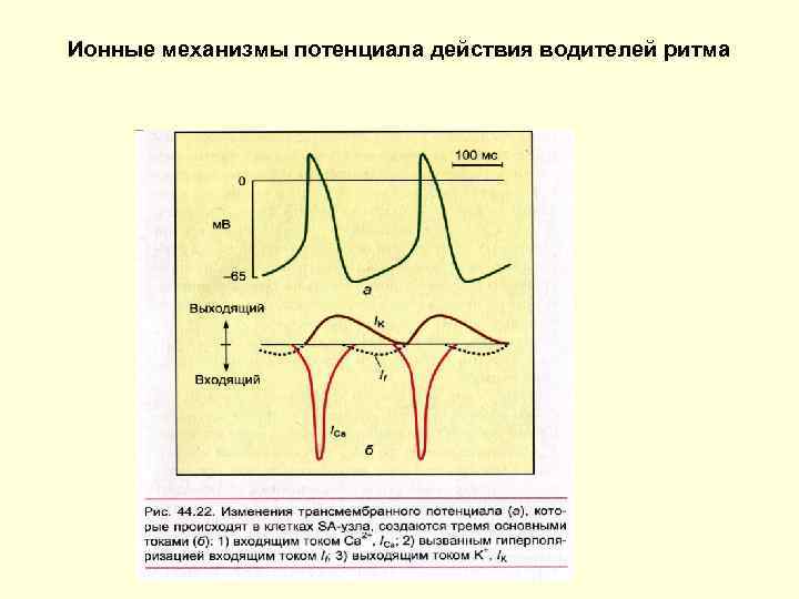 Ионные механизмы потенциала действия водителей ритма 