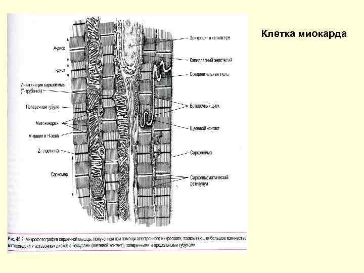 Клетка миокарда 