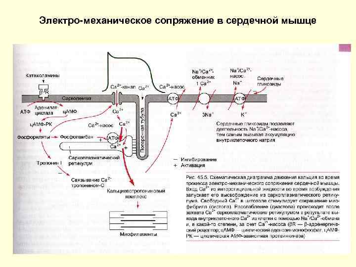 Электро-механическое сопряжение в сердечной мышце 