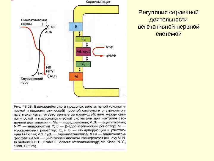 Регуляция сердечной деятельности вегетативной нервной системой 