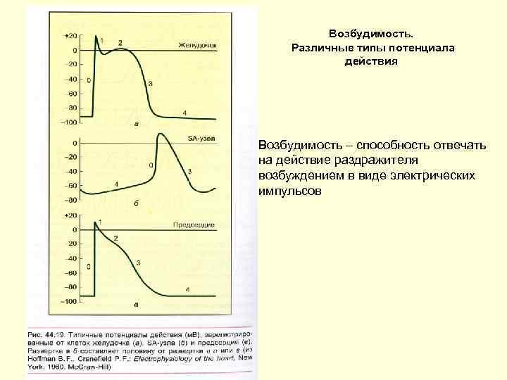 Возбудимость. Различные типы потенциала действия Возбудимость – способность отвечать на действие раздражителя возбуждением в