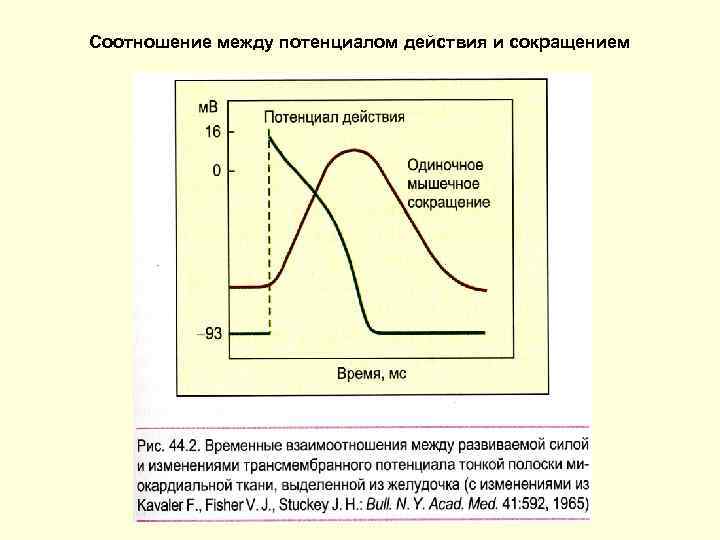 Соотношение между потенциалом действия и сокращением 