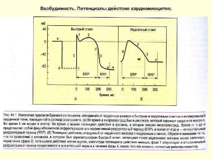 Возбудимость. Потенциалы действия кардиомиоцитов. 