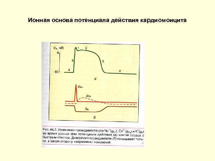 Ионная основа потенциала действия кардиомоицита 