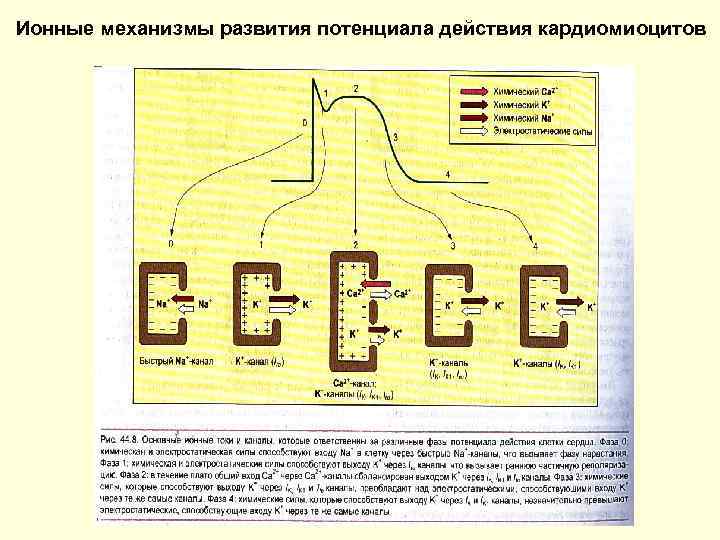 Ионные механизмы развития потенциала действия кардиомиоцитов 