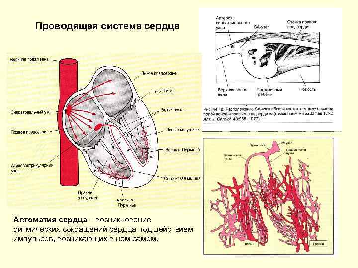 Проанализировав рисунок 2 объясните механизм автоматии сердца