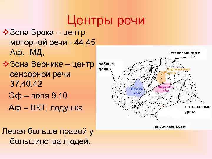 Центр брока это. Зона Брока и зона Вернике. Центры речи. Центр Брока. Речевой центр.