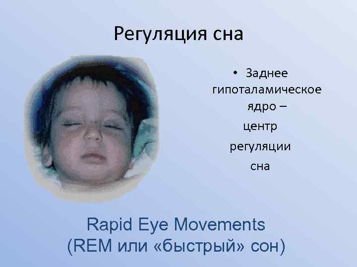 Регуляция сна • Заднее гипоталамическое ядро – центр регуляции сна Rapid Eye Movements (REM