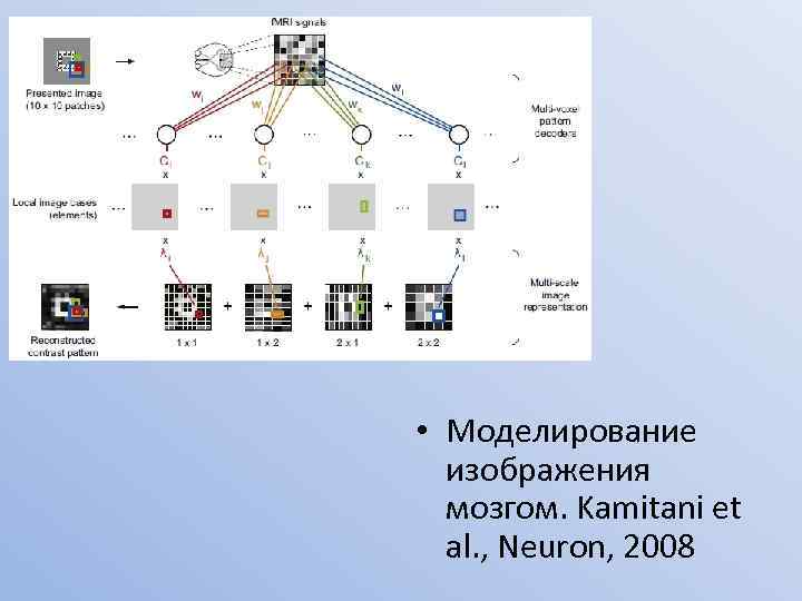  • Моделирование изображения мозгом. Kamitani et al. , Neuron, 2008 