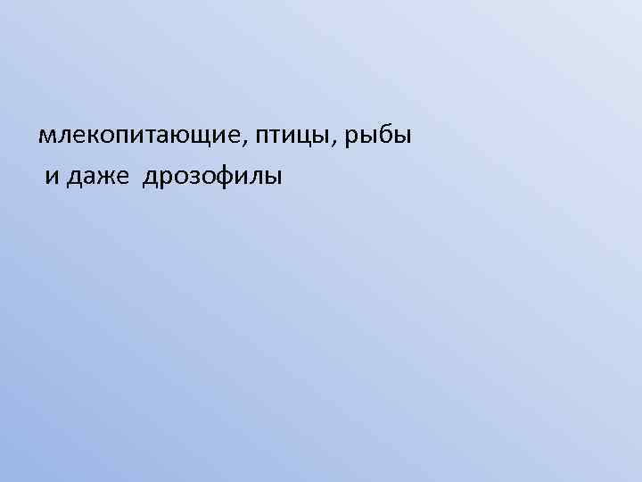 млекопитающие, птицы, рыбы и даже дрозофилы 