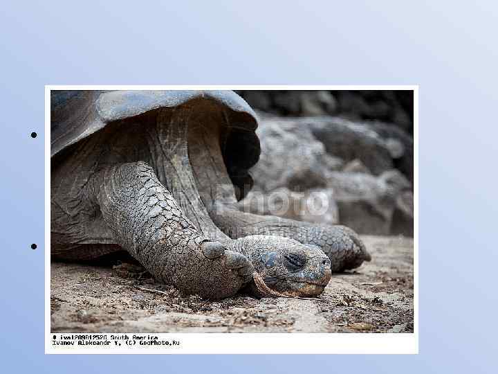  • Холоднокровные животные (ящерицы, черепахи, рыбы) тоже спят, хотя ранее считалось, что они