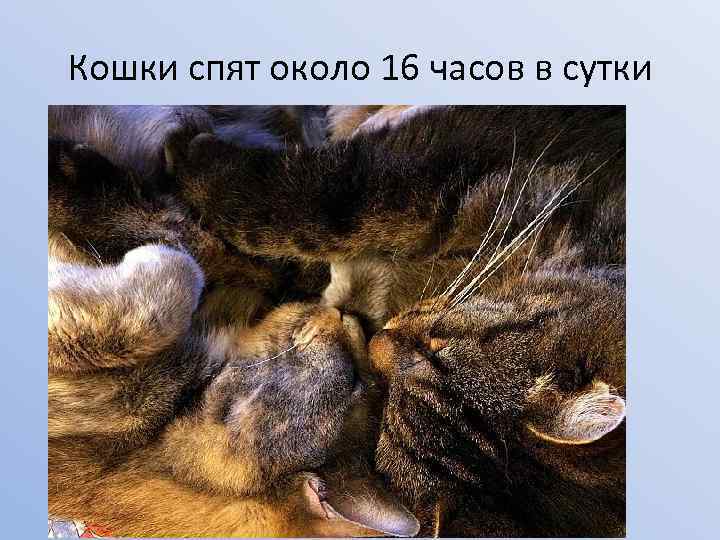 Кошки спят около 16 часов в сутки 