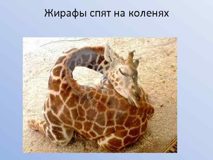 Жирафы спят на коленях 
