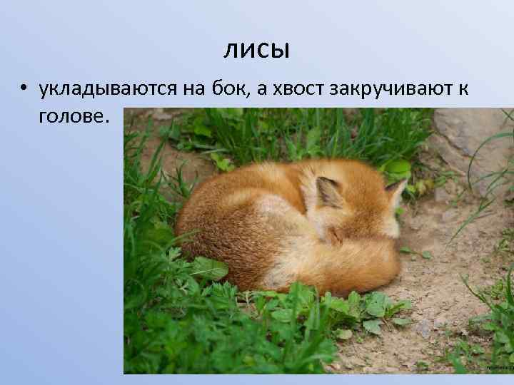 лисы • укладываются на бок, а хвост закручивают к голове. 