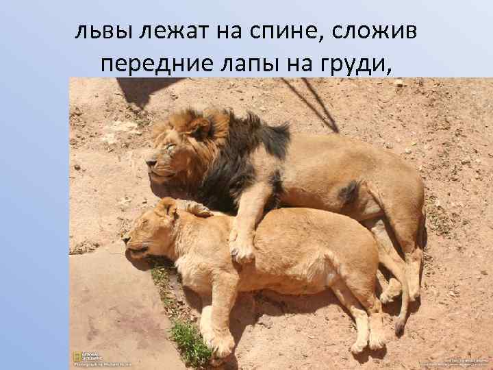 львы лежат на спине, сложив передние лапы на груди, 
