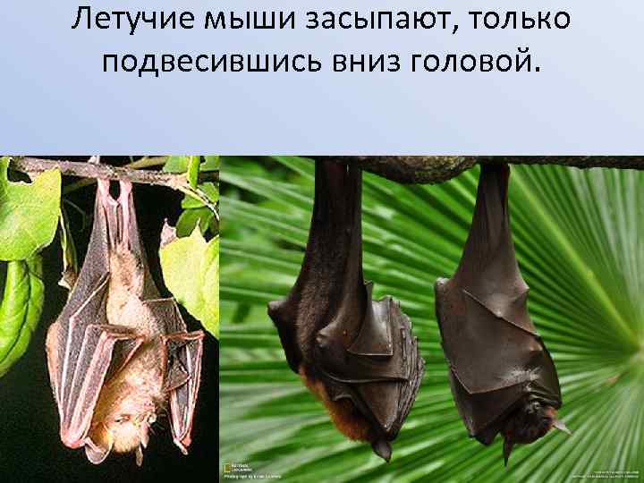 Летучие мыши засыпают, только подвесившись вниз головой. 