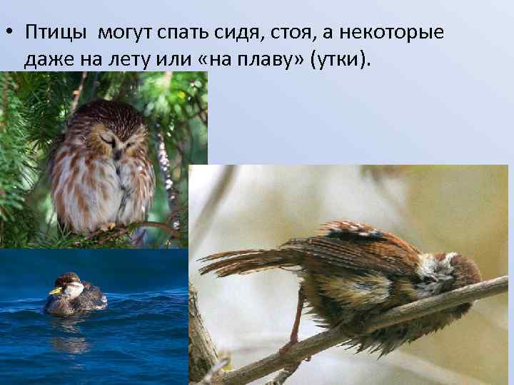  • Птицы могут спать сидя, стоя, а некоторые даже на лету или «на