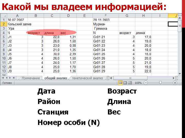 Какой мы владеем информацией: Дата Район Станция Номер особи (N) Возраст Длина Вес 